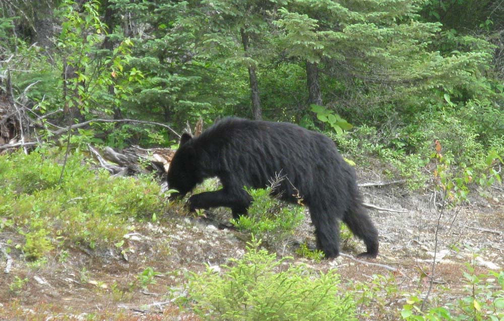 Bear eating blueberries