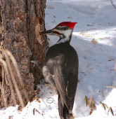 Pileated Woodpecker