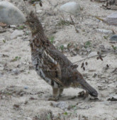 Ruffed-Grouse