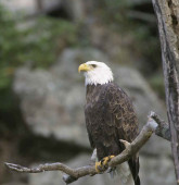 bald-eagle-sitting-on-tree-stump