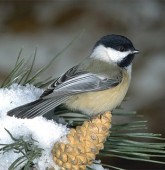 chickadee