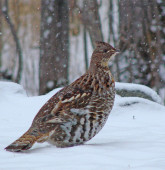 grouse