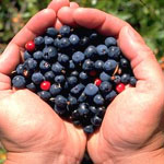 blueberry picking