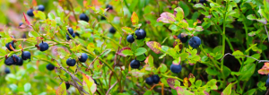 Blueberry Picking